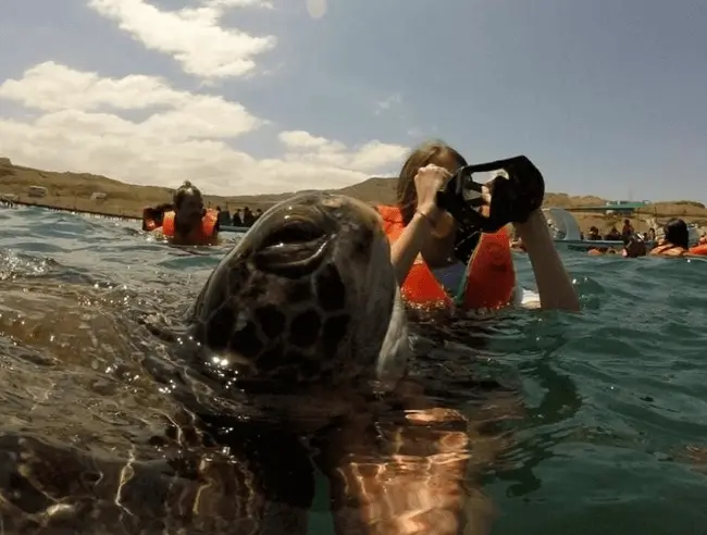 beach the nuro turtles5